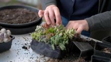 S34 E25: Gardening Australia