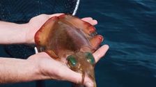 S13 E4: Flinders Squid & Eildon Mixed Bag
