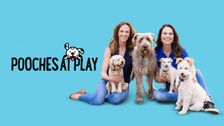 Pooches at Play