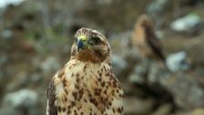 S1 E2: Galapagos Marvels