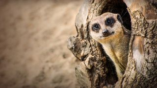 75 Years at Longleat