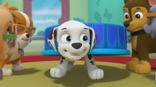 S4 E1: Pups Save a Blimp; Pups Save a Chili Cook-Off