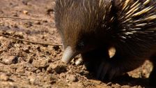 S1 E5: Echidna