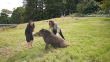 S18 E5: Animal Park