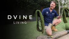 DVine Living