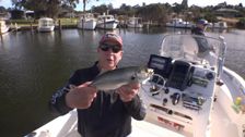 S14 E7: Gippsland Bream, Project Kingfish, Whiting Tips