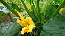 S1 E7: Edible Gardens