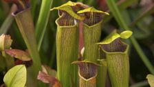 S34 E3: Myrtle Rust, Shade, Dementia & Sarracenia