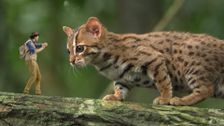 S1 E3: Andy and the Fishing Cats