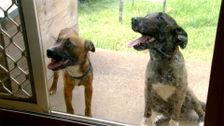 S4 E26: RSPCA Animal Rescue