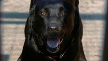 S1 E11: RSPCA Animal Rescue