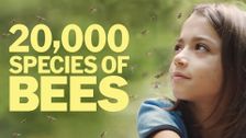 20,000 Species of Bees