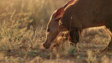 S1 E2: Andy and the Aardvark