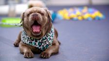 S1 E5: The Dog Academy