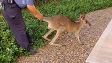 S3 E2: RSPCA Animal Rescue