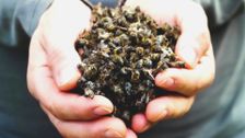 S1 E2: Purple Hive