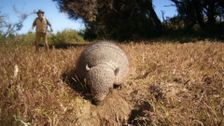 S1 E26: Andy and The Armadillo