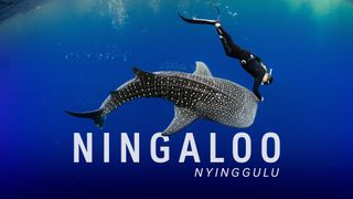 Ningaloo Nyinggulu