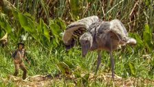 S1 E3: Andy and the Shoebill Chick