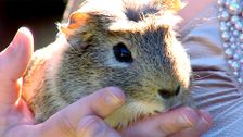 S4 E23: RSPCA Animal Rescue