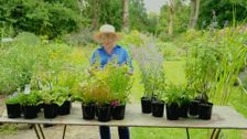 S34 E20: Gardening Australia