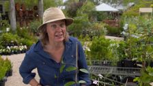 S29 E23: Gardening Australia
