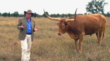 S1 E5: Dr Harry's Animal Encounters