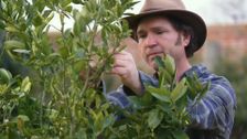 S31 E20: Gardening Australia
