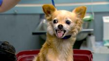 S2 E3: RSPCA Animal Rescue