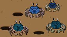 S1 E5: Boongoo Boongoo - Soldier Crab