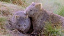 S1 E3: Wombat